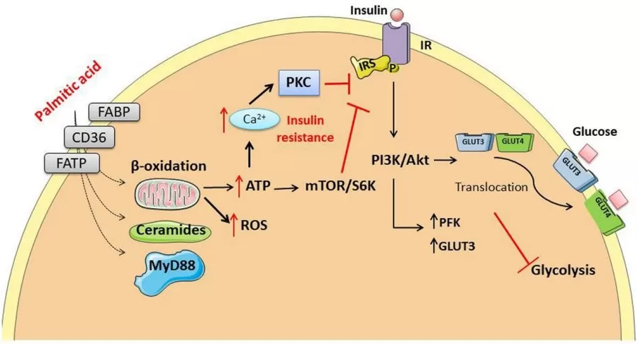 Palmitic acid causes insulin resistance by several mechanisms (Sánchez-Alegría and Arias, 2023)